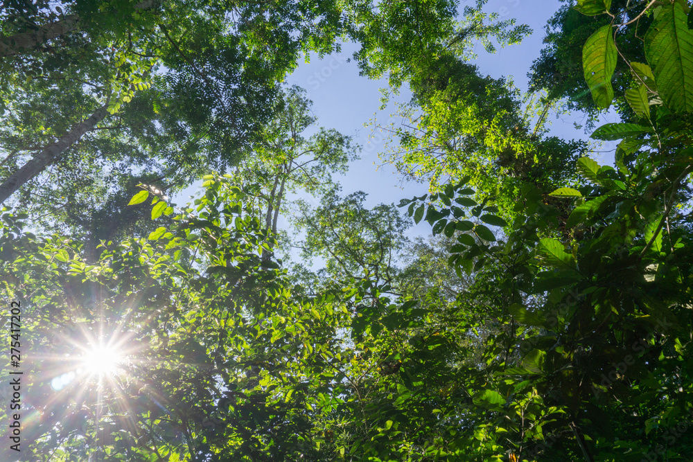 Rainforest landscape with lensflare as sun breaks through between lush foliage. Rainforest landscape with lensflare as sun breaks through between lush foliage.