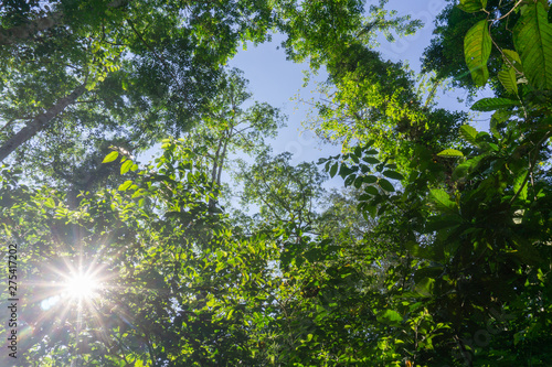 Rainforest landscape with lensflare as sun breaks through between lush foliage.