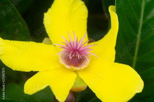 Dillinea Excelsa flower close up photo