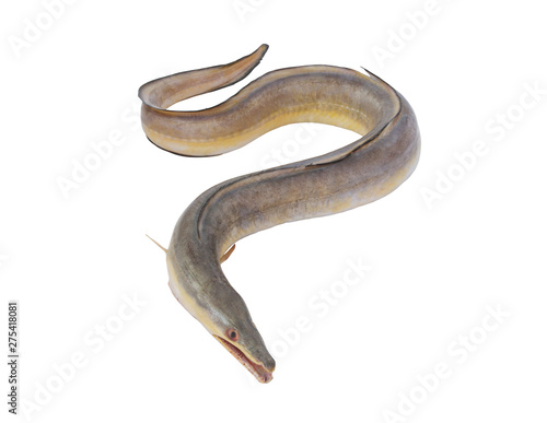 Obraz na płótnie Indian pike conger isolated on white, congresox talabonoides