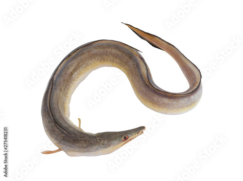 Indian pike conger isolated, congresox talabonoides