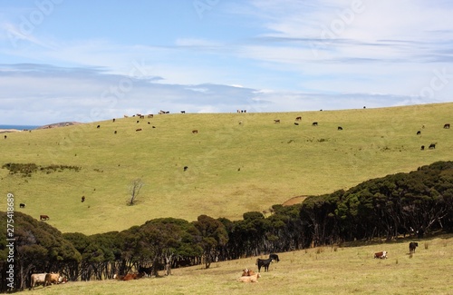 A valley with cows in New Zealand