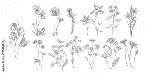 Collection of hand drawn flowers and herbs. Botanical plant illustration. Vintage medicinal herbs sketch set of ink hand drawn medical herbs and plants sketch. © asetrova