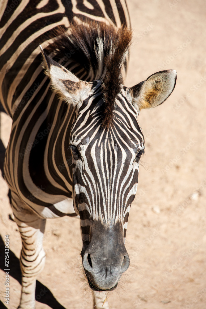 Fototapeta premium Zebra looking to the camera