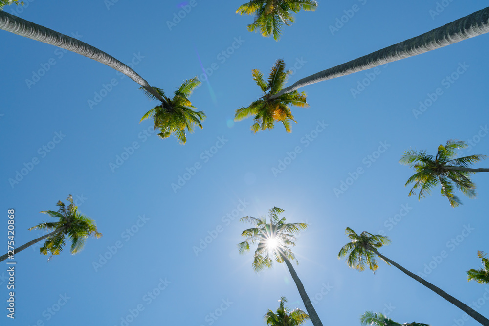 Fototapeta premium Low point of view tropical coconut palms against blue sky with lens flare.