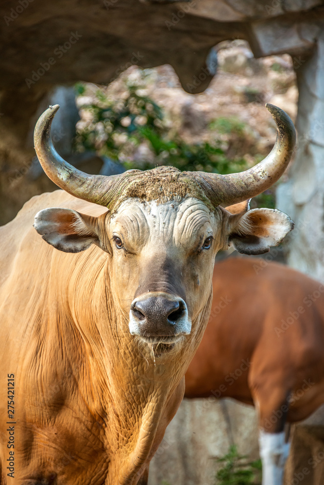 Animal head portrait - Endangered species in IUCN Red List of Threatened Species full adult male Banteng Animal head portrait - Endangered species in IUCN Red List of Threatened Species full adult male Banteng
