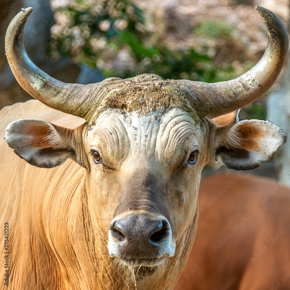 Animal head portrait - Endangered species in IUCN Red List of Threatened Species full adult male Banteng Animal head portrait - Endangered species in IUCN Red List of Threatened Species full adult male Banteng