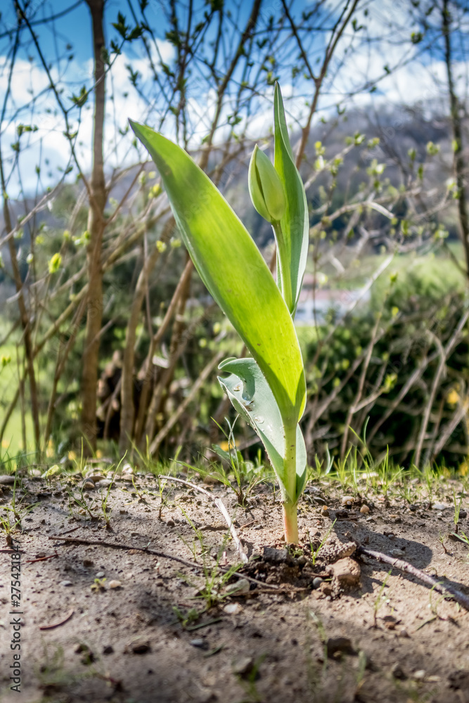 plante verte poussant au soleil plante verte poussant au soleil