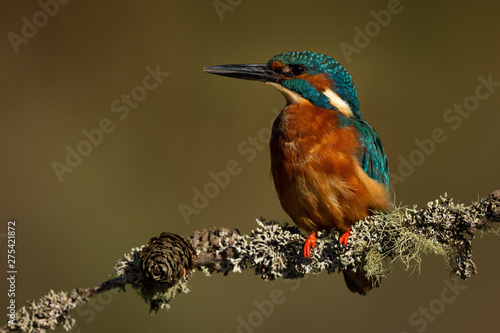 Male Kingfisher perched on a branch with a green and brown blurred background.