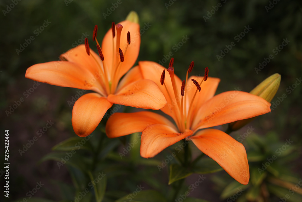 Garden orange lilies on a dark background.