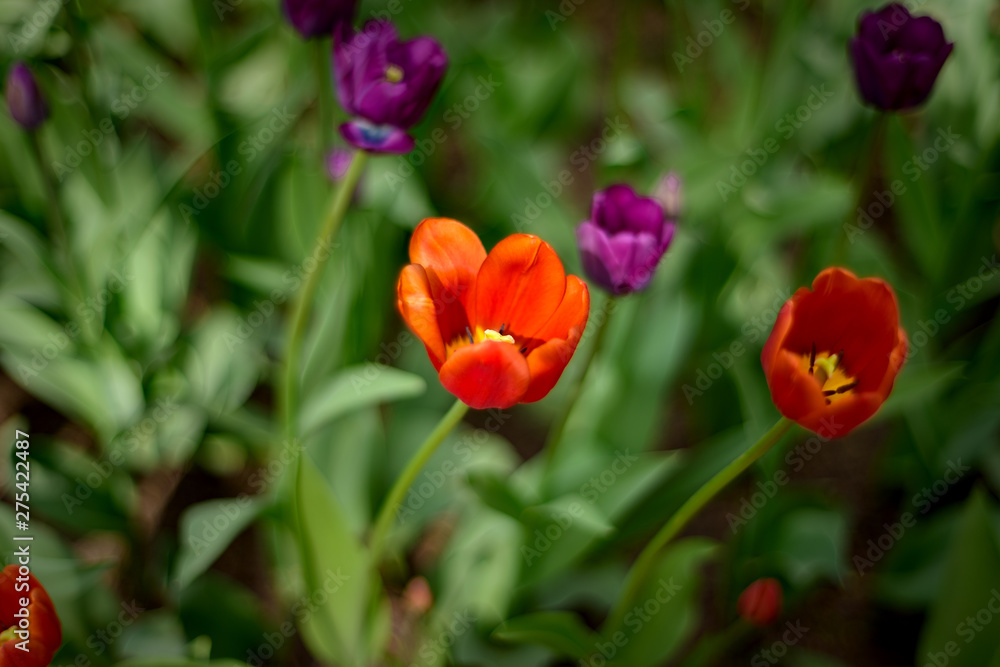 Beautiful and colorful red and violet tulips on blurry dark green colors background. Large close-up photography from Tulip Festival.