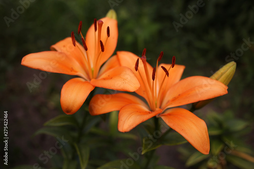 Garden orange lilies on a dark background. © Ihor95