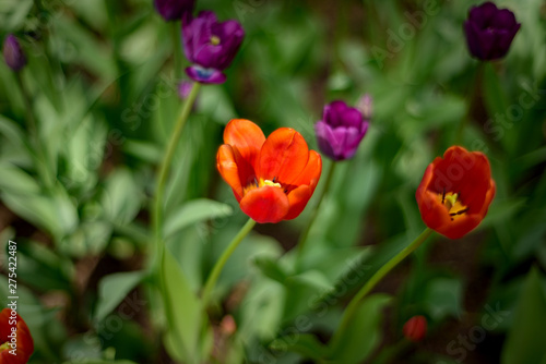 Beautiful and colorful red and violet tulips on blurry dark green colors background. Large close-up photography from Tulip Festival.