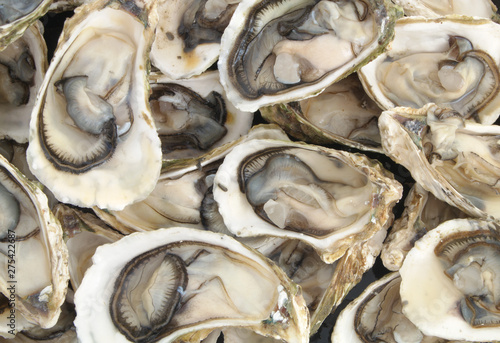 Raw oysters seafood background