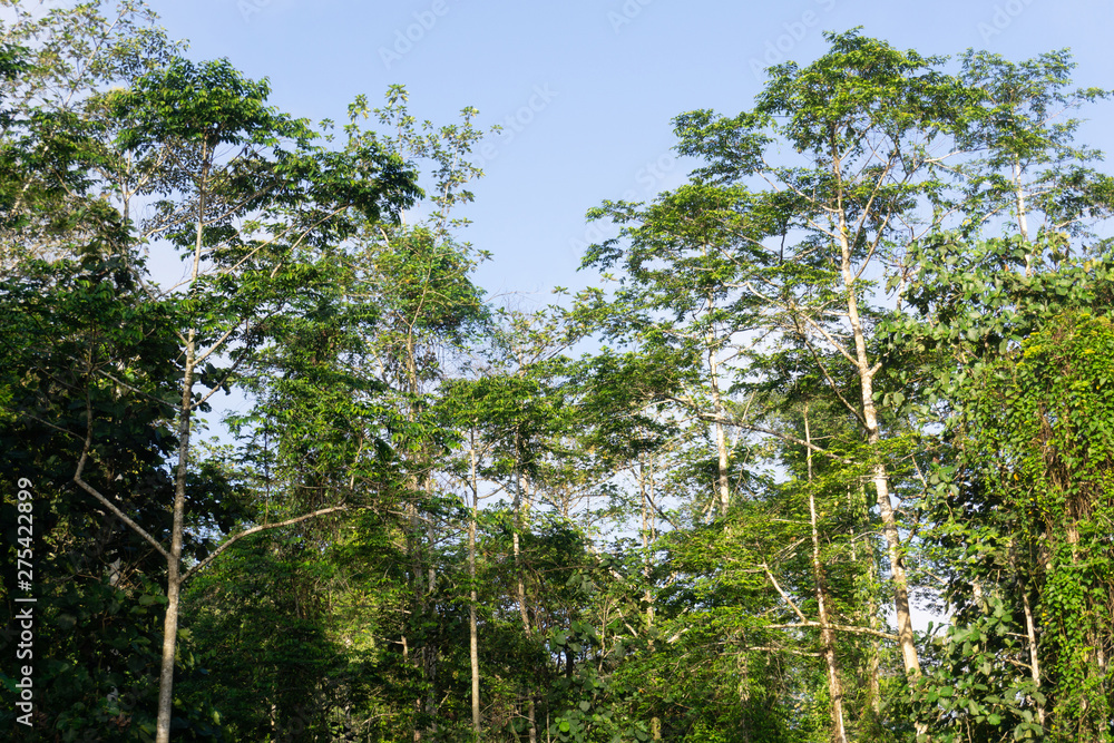 Fototapeta premium Tropical jungle in morning light and fog