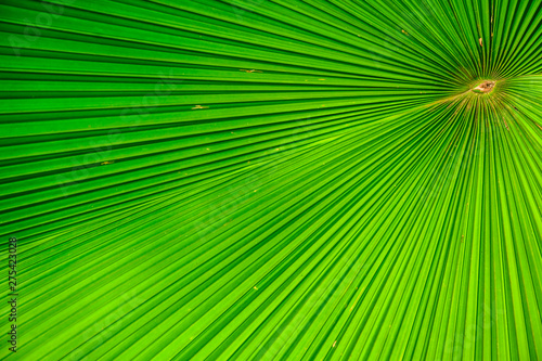 Closeup Washington Palm or Washingtonia robusta leaves,Pattern of palm leaves. © thanin