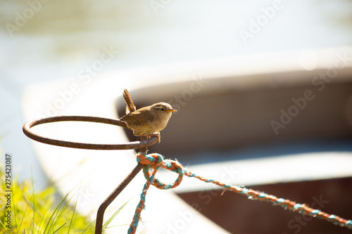 winterkoninkje/wren photo