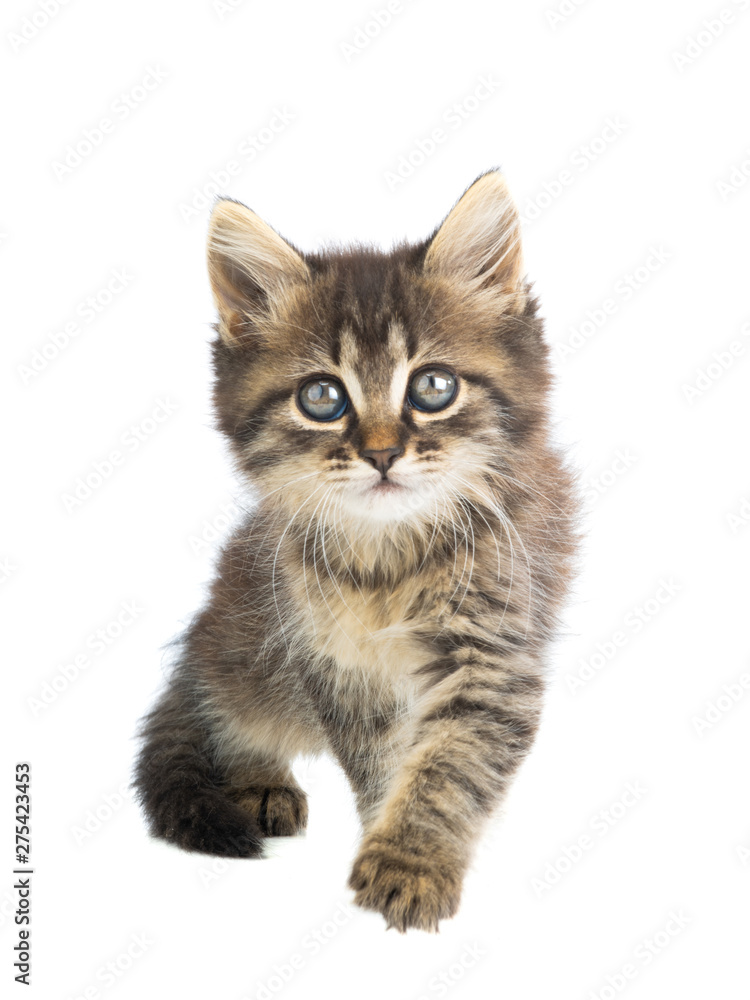 brown kitten goes with a raised paw on a white brown kitten goes with a raised paw on a white