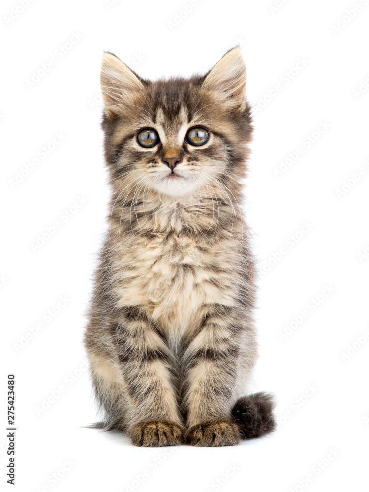 brown kitten on a white brown kitten on a white