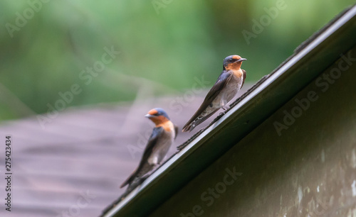 Pacific swallow on roof.