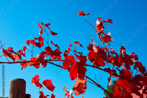 Cuadro en lienzo vine leaves of Lambrusco grasparossa in the autumn, detail of the foliage with a
