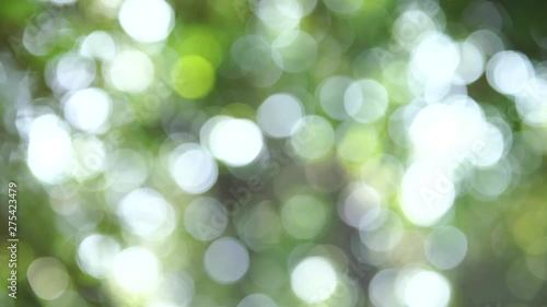 新緑・アウトフォーカス