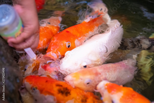 ulticoloured Koi fish swimming graceful in a water , Colorful koi fish in the pond.