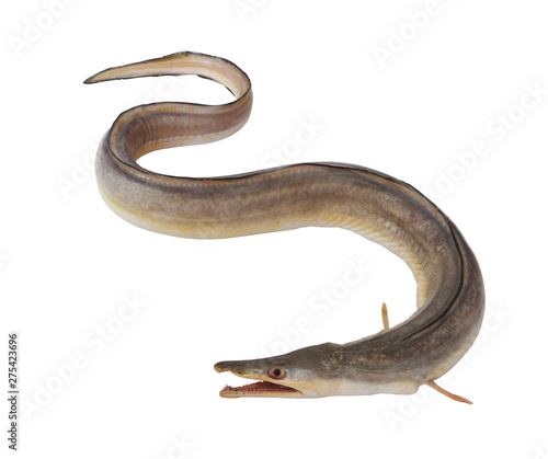 Indian pike conger or conger-pike eel isolated on white, congresox talabonoides photo