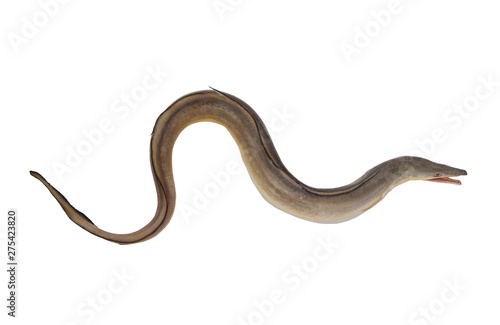 Indian pike conger or conger-pike eel isolated on white, congresox talabonoides