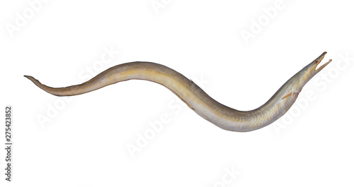 Indian pike conger or conger-pike eel isolated, congresox talabonoides