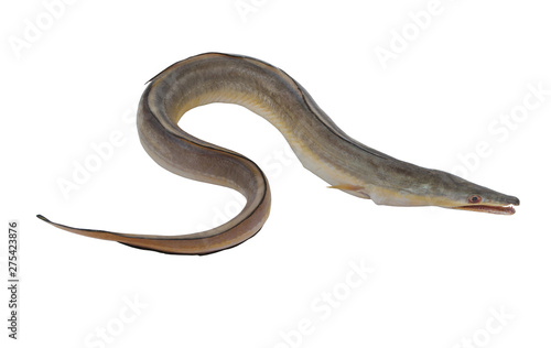 Indian pike conger or conger-pike eel isolated on white background, Congresox talabonoides