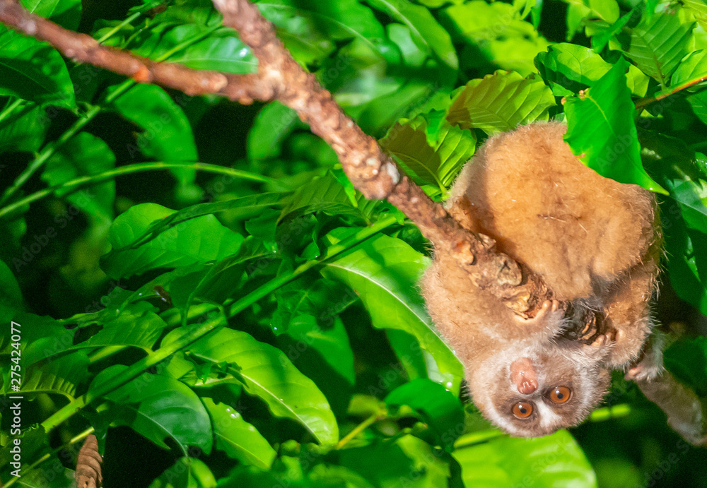 Fototapeta premium Slow loris high up in tree at night.