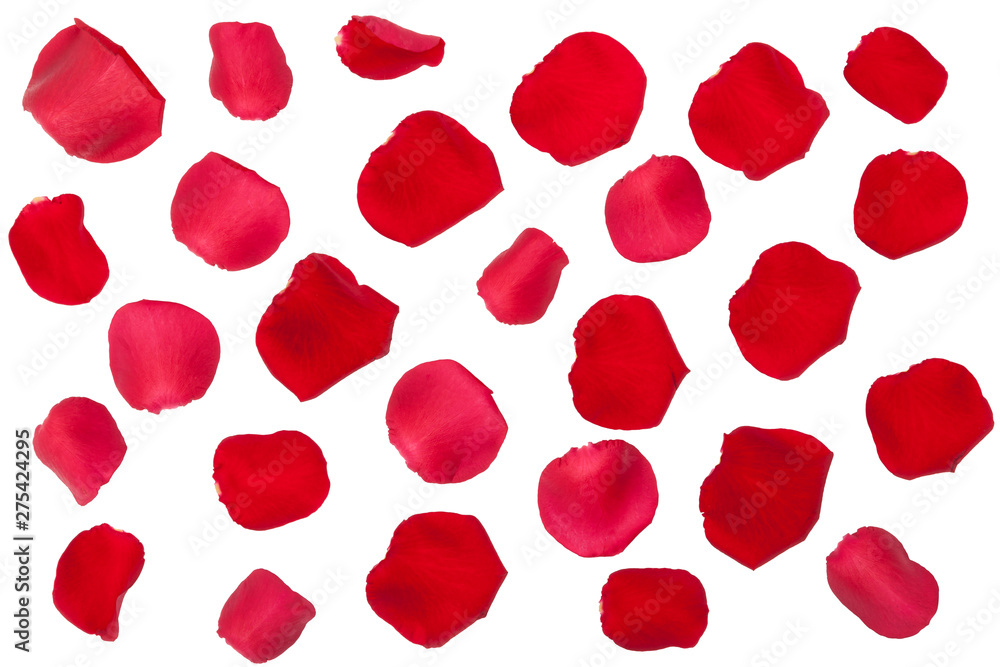 Rote Rosenblätter Freisteller Rote Rosenblätter Freisteller