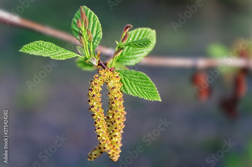 Birch branch with young leaves and earrings