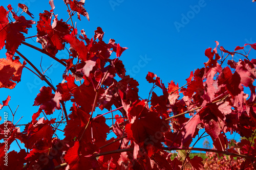vine leaves of Lambrusco grasparossa in the autumn, detail of the foliage with a blurred background sky