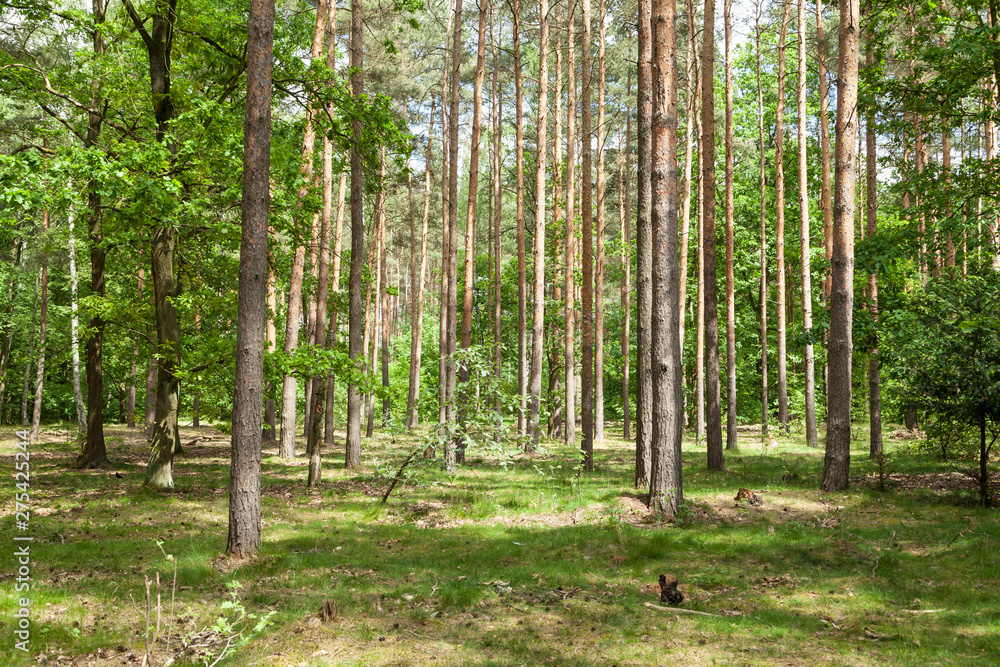 Obraz premium Wald