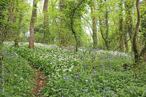 Bluebells and wild garlic in a wood