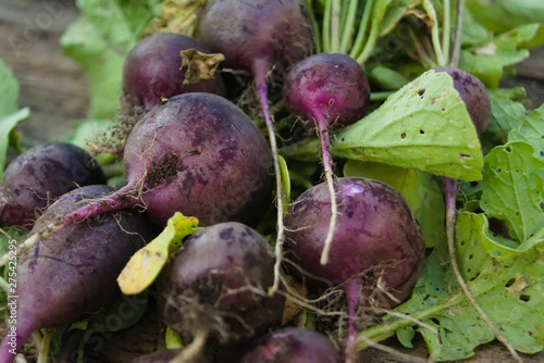 Crop of dark purple radish on a wooden table. Agriculture concept, cultivated root vegetables