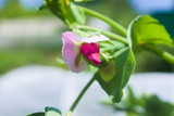 Pink flower of the pea (Pisum sativum) in the garden. Agriculture concept, cultivated legumes.