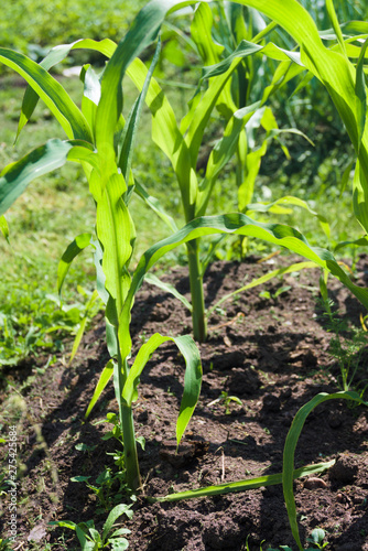 Young corn. Agriculture concept, cultivated plants, farmers season