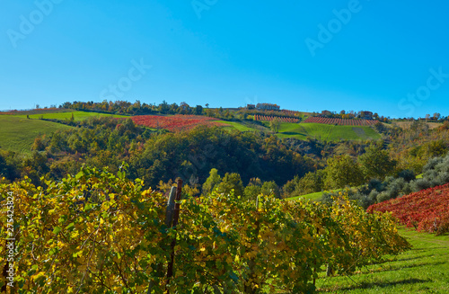 autumn landscape in the countryside of Castelvetro  vineyards of Lambrusco Grasparossa and Pignoletto  Modena  Italy