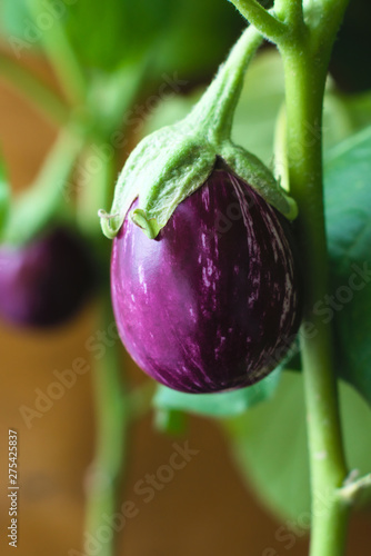 Striped eggplant on a bush in the apartment. Agricultural concept, cultivated vegetables, farmers season