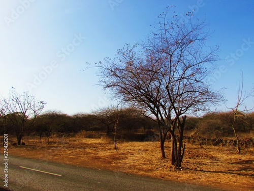 Gir forest Gujarat  India