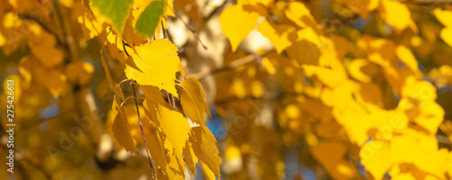Autumn panoramic natural background - golden yellow birch leaves  lit by the sun