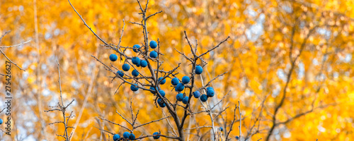 Autumn panoramic natural background - blackthorn berries on a background of autumn forest, trees with yellow leaves