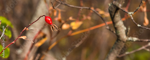 Autumn panoramic natural background - wild rose berries on a branch against a blurred background of bare tree branches