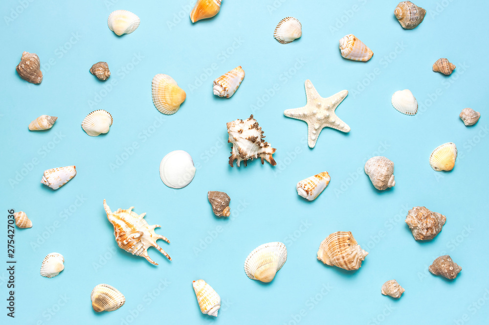 Summer concept, marine background. Different seashells and starfish on pastel blue background. Top view, flat lay, copy space. Sea summer vacation background. Travel, marine souvenir Summer concept, marine background. Different seashells and starfish on pastel blue background. Top view, flat lay, copy space. Sea summer vacation background. Travel, marine souvenir