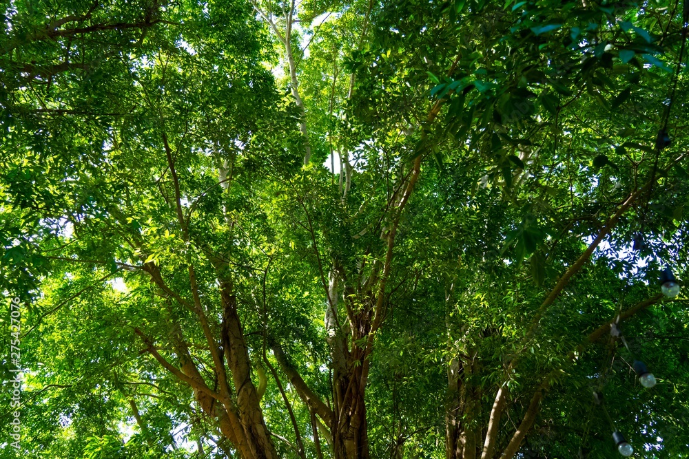 Fototapeta premium Pattern of leaves and light