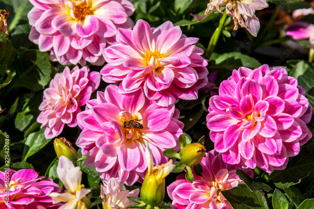 bee on chrysanthemum flower bee on chrysanthemum flower