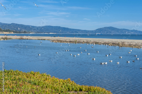 USA, California, Santa Barbara beach, gulls on the lagoon photo